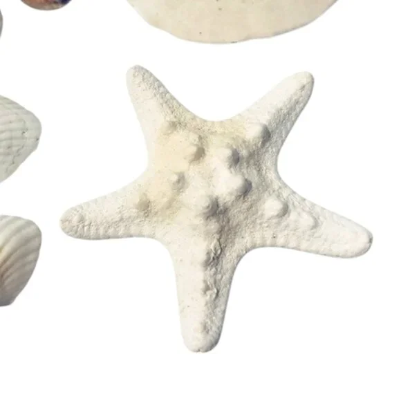 Fresh Florida Seashells Assorted 12 - Picture 6 of 6